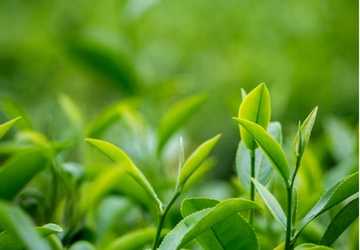 Who Can Benefit from Tea Tree Oil